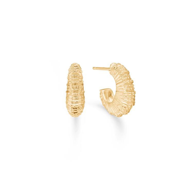 Studio Z Seashell Secrets gold-plated earrings in wavy seashell design, Model 7210907-1.